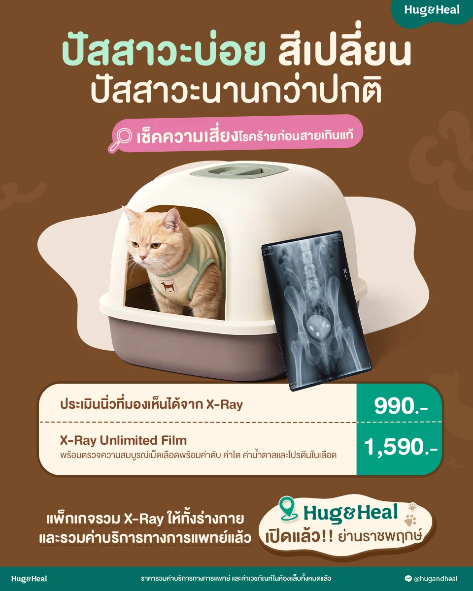 X-ray กระเพาะปัสสาวะและนิ่ว สำหรับน้องที่ปัสสาวะผิดปกติ ราคา 990 บาท