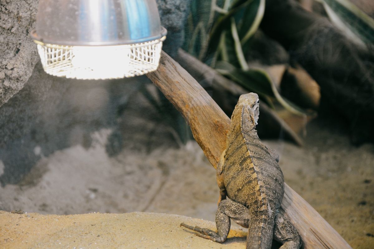 An iguana resting under a heat lamp inside its enclosure, since light and heat are at the centre of reptile keeping