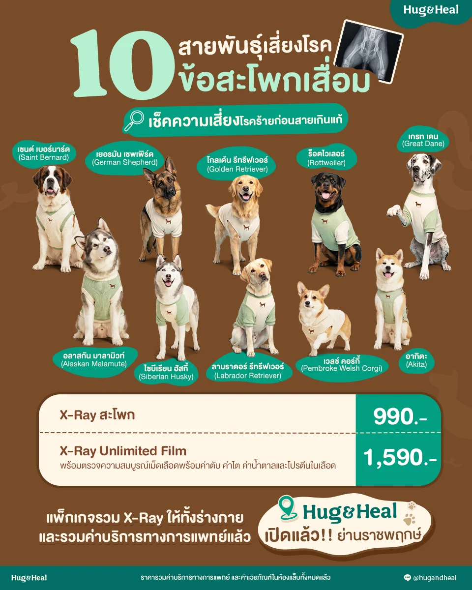 X-ray สะโพก สำหรับประเมินข้อสะโพกเสื่อม ราคา 990 บาท