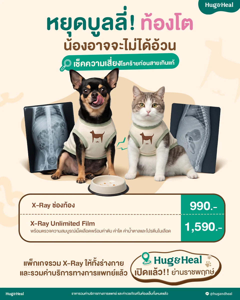 X-ray ช่องท้อง สำหรับน้องที่ท้องโตหรืออาเจียน ราคา 990 บาท