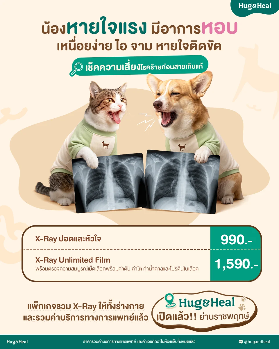 X-ray ปอดและหัวใจ สำหรับน้องที่หอบ เหนื่อยง่าย หรือไอ ราคา 990 บาท