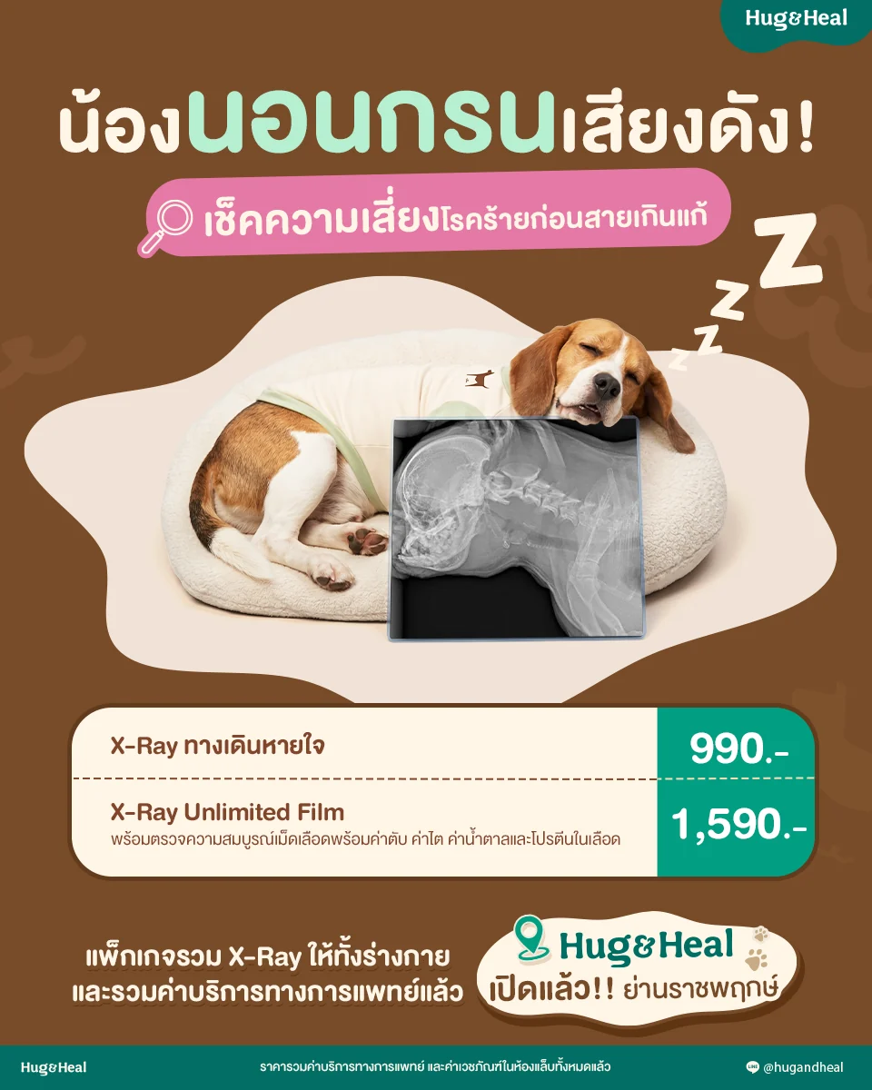 X-ray ทางเดินหายใจ สำหรับน้องที่นอนกรนเสียงดังหรือหายใจมีเสียง ราคา 990 บาท