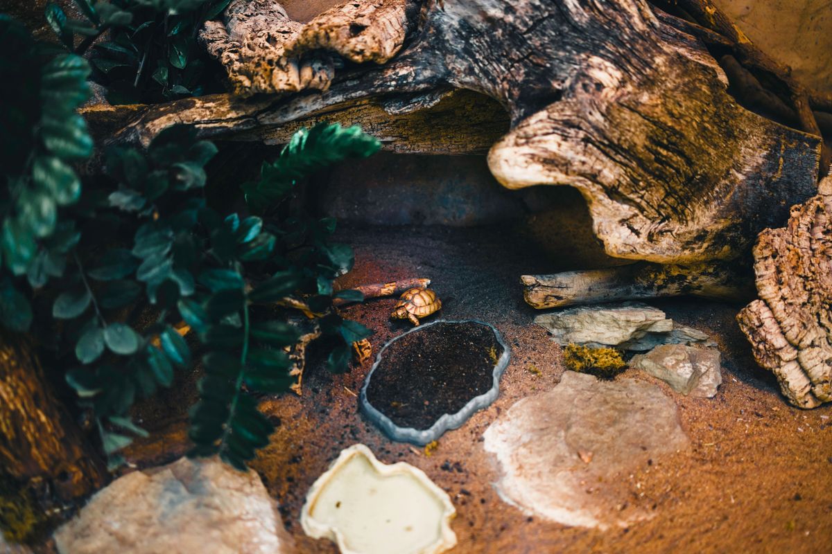A naturalistic enclosure with plants, stones and a water dish, giving the animal zones to choose between